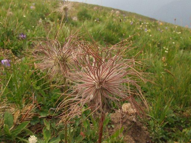 064 Geum Montanum